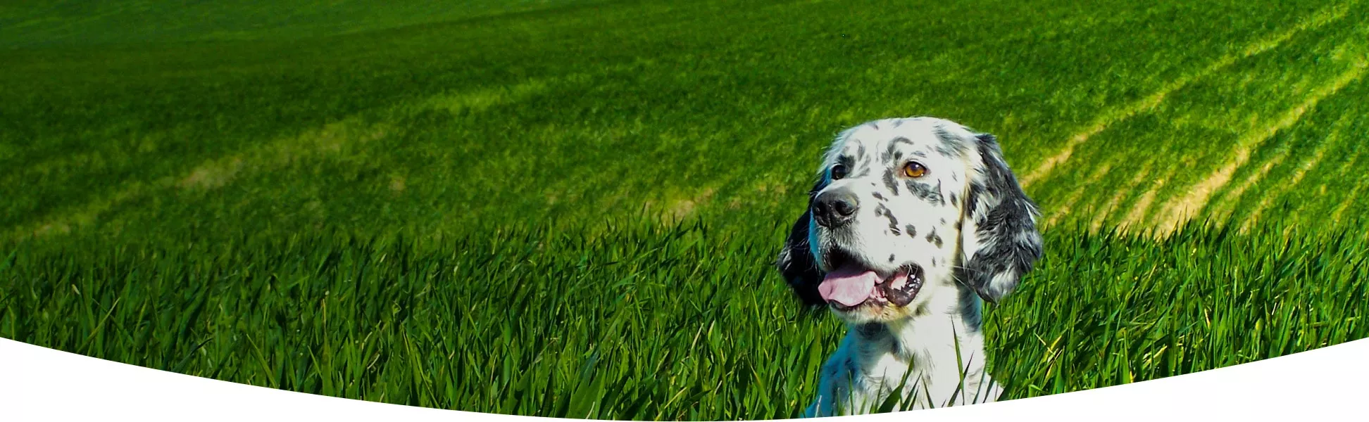 Le clos des vickings